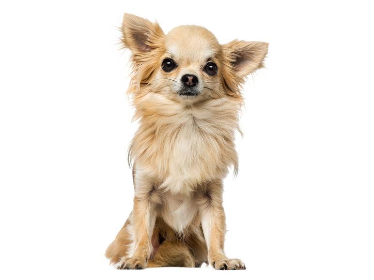 zoofari® Hundegeschirr, mit Zugkraftverteilung auf den Brustkorb Lagerräumung