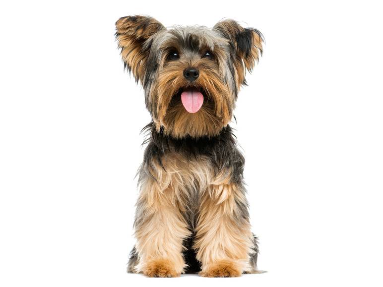 zoofari® Hundegeschirr, mit Zugkraftverteilung auf den Brustkorb Lagerräumung