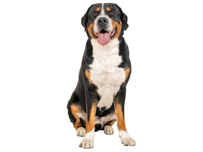 zoofari® Hundegeschirr, mit Klettstickern Top Angebot