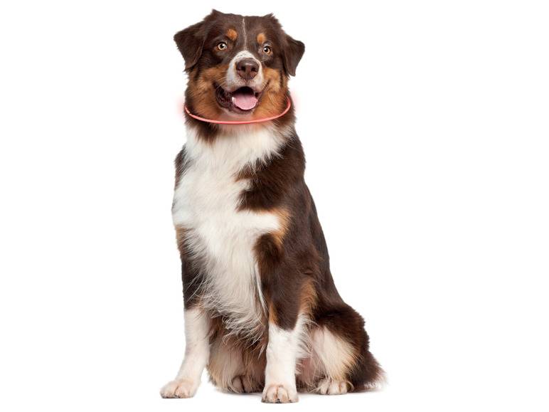 zoofari® LED-Leuchtschlauch Hundehalsband, mit 3 Leuchtfunktionen VIP-Rabatte