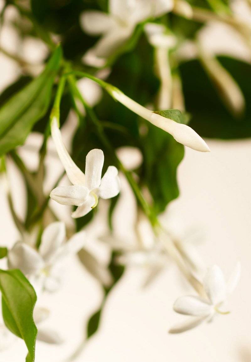 Rituals Rituals HOME PERFUME - SWEET JASMINE PRIVATE COLLECTION - FLORAL - Home fragrance Kauf eins, bekomm eins gratis